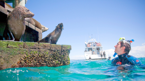 Dolphin & Seal Snorkel Cruise by Moonraker Dolphin Swims