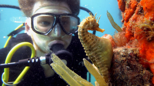 Scuba Diving with Sea Dragons