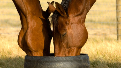 Racehorse Tour with Beer & Winetasting