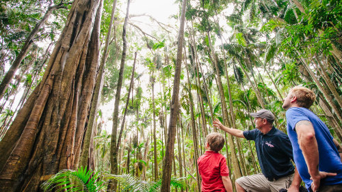 Half-Day 4-Wheel-Drive Tamborine Outback Tracks Tour