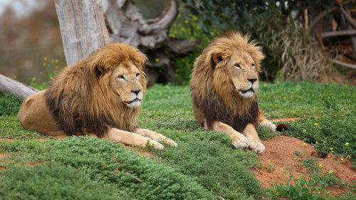 Werribee Open Range Zoo Admission