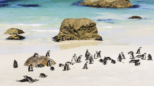 Twelve Apostles & Penguin Direct Full-Day Tour