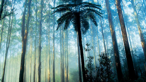 Dandenong Ranges Full-Day Tour by Leadbeater Eco Tours