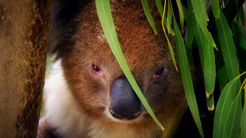 Toolangi Forst & Healesville Sanctuary Tour by Leadbeater Eco Tours