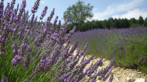 Small-Group Provençal Villages Tour with Market Visit