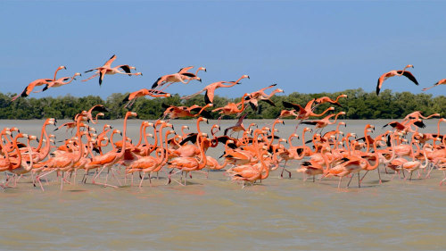 Celestun Flamingo Excursion