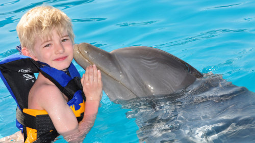 Dolphin Encounter at Six Flags Amusement Park