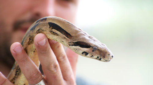 Everglades Airboat & Miami Shopping Tour