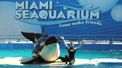 Miami Seaquarium Admission