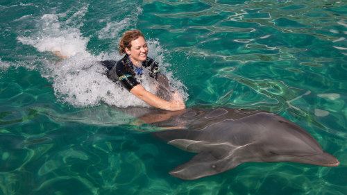 Miami Seaquarium Dolphin Interaction Programs