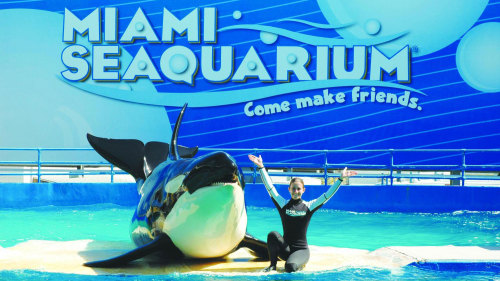 Miami for Children: Seaquarium with Transportation