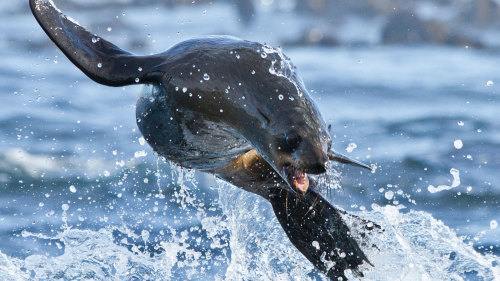 Seal Island Boat Cruise