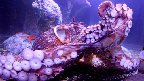 SEA LIFE Minnesota Aquarium