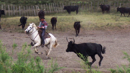 Small-Group Camargue Way of Life & Traditions Tour