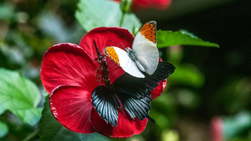 Victoria Butterfly Gardens