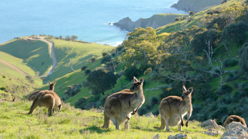 Road to Kangaroo Island Fleurieu Peninsula 4-Wheel-Drive Adventure