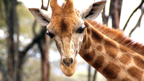 Karen Blixen Museum & Giraffe Center Half-Day Tour