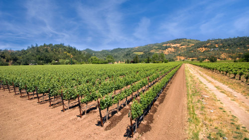 Guided Napa Valley Wine Tour