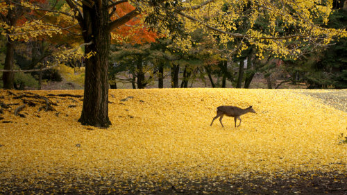 Private Full-Day Kyoto & Nara Tour with Nara Park Entry