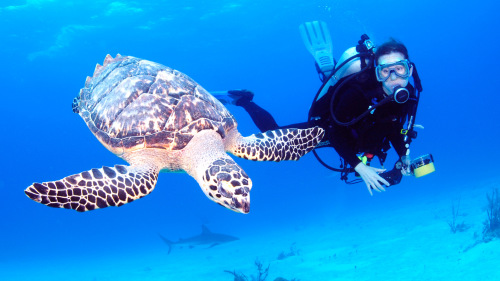 Half-Day Bahamas Scuba Diving Excursions