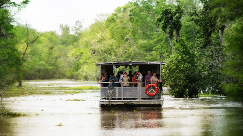 Gray Line New Orleans: Swamp & Bayou Tour