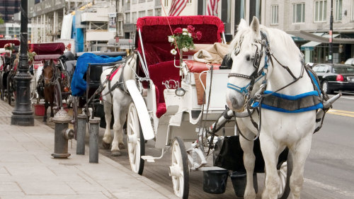 Central Park Horse & Carriage Ride by Central Park Sightseeing