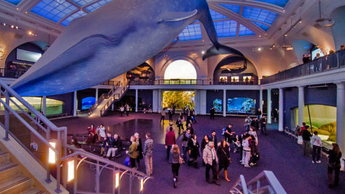 Museum Hack: Guided Tour of the American Museum of Natural History