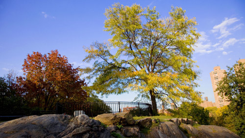 Central Park Photography Lesson by New York City Photo Safari