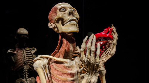 BODY WORLDS: Pulse Exhibition