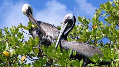 Sunset Kayak Tour to Bird Island