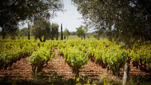 Côtes de Provence Private Wine Tour & Tasting with a Wine Expert