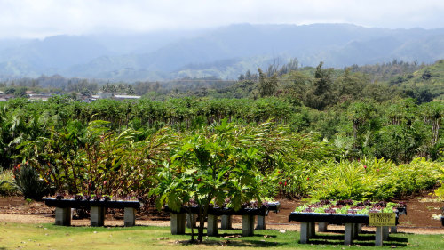 Tropical Treats, Gourmet Coffee & Hawaiian Chocolate Tour
