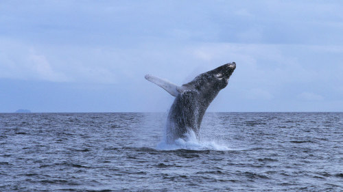 Whales Guaranteed West Oahu Whale Watch Sail