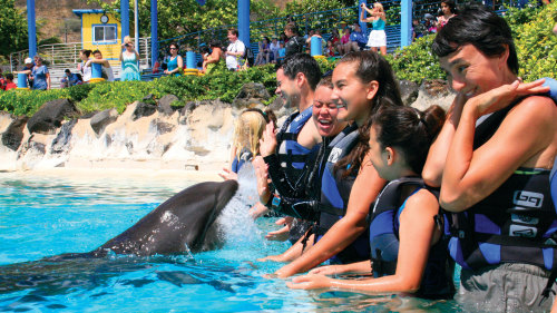 Sea Life Park Shallow Water Dolphin Encounter