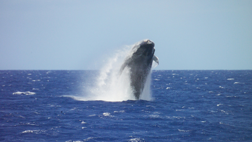 Premium Whale Watch Cruise