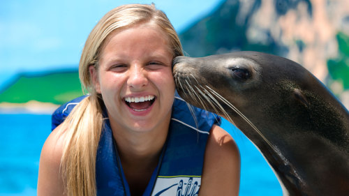 Sea Lion Discovery Swim at Sea Life Park