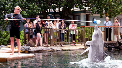 Dolphin Trainer For a Day