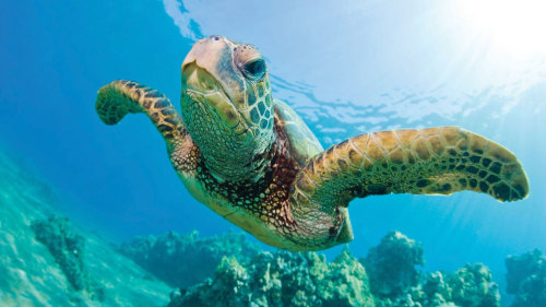 Snorkeling & Sailing with Turtle Sightings Guaranteed