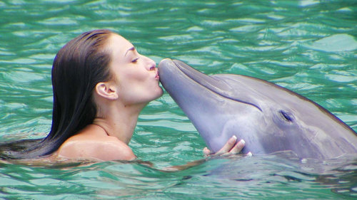 Dolphin Interaction Program