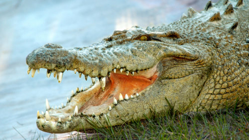 Gatorland & Airboat Ride by Florida Dolphin Tours