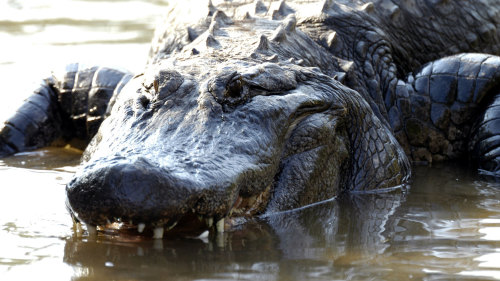 Gatorland with Transportation by Florida Dolphin Tours