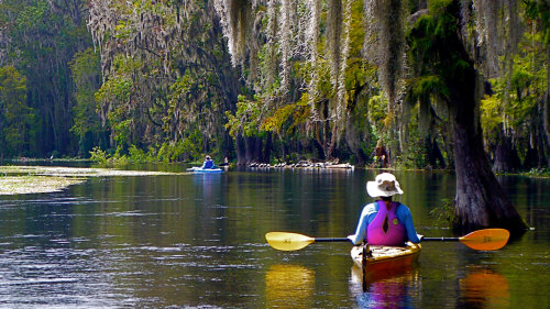Wekiva River Paddle with Lunch
