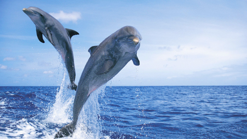 Dolphin Encounter & Beach Access at Dolphin Cay Resort