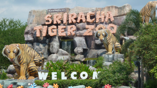 Sriracha Tiger Zoo Half-Day Tour by Tour East Thailand
