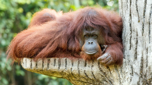 Orangutan & Mangrove Forest Tour