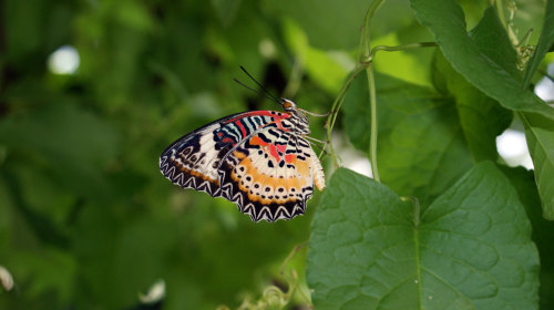 Private Butterfly Farm and Spice Garden Tour by Tour & Incentive Travel