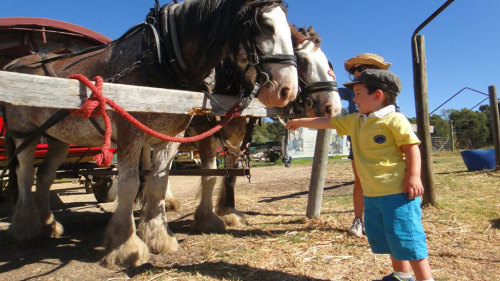 Horse-Drawn Carriage Vineyard Meander by Swan Valley Wagon Trails