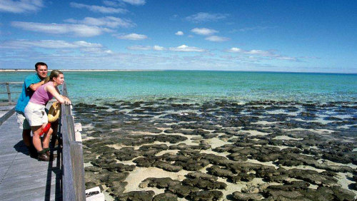 Hamelin Pool Stromatolites Tour by Shark Bay Air Charter