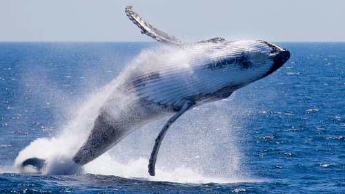 Whale Watching Cruise by Rottnest Fast Ferries