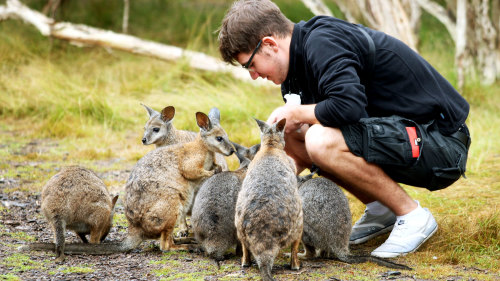 Phillip Island Ultimate Eco Tour by Bunyip Tours